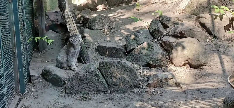 A photograph of Boris Ⅱ in Budapest Zoo & Botanical Garden