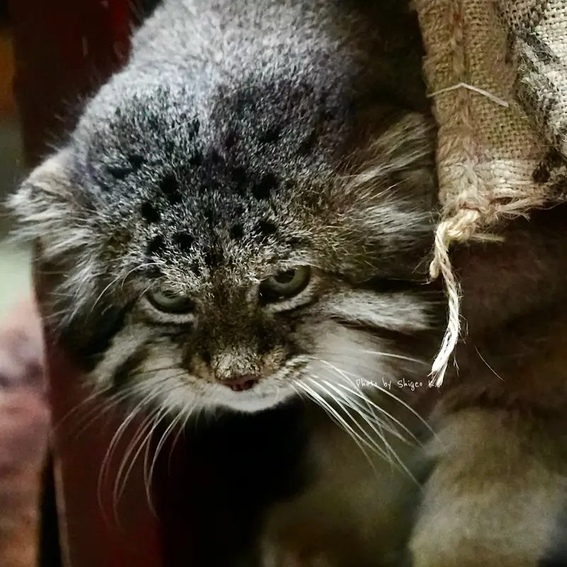 A photograph of a Pallas&#039;s cat in Ueno Zoological Gardens
