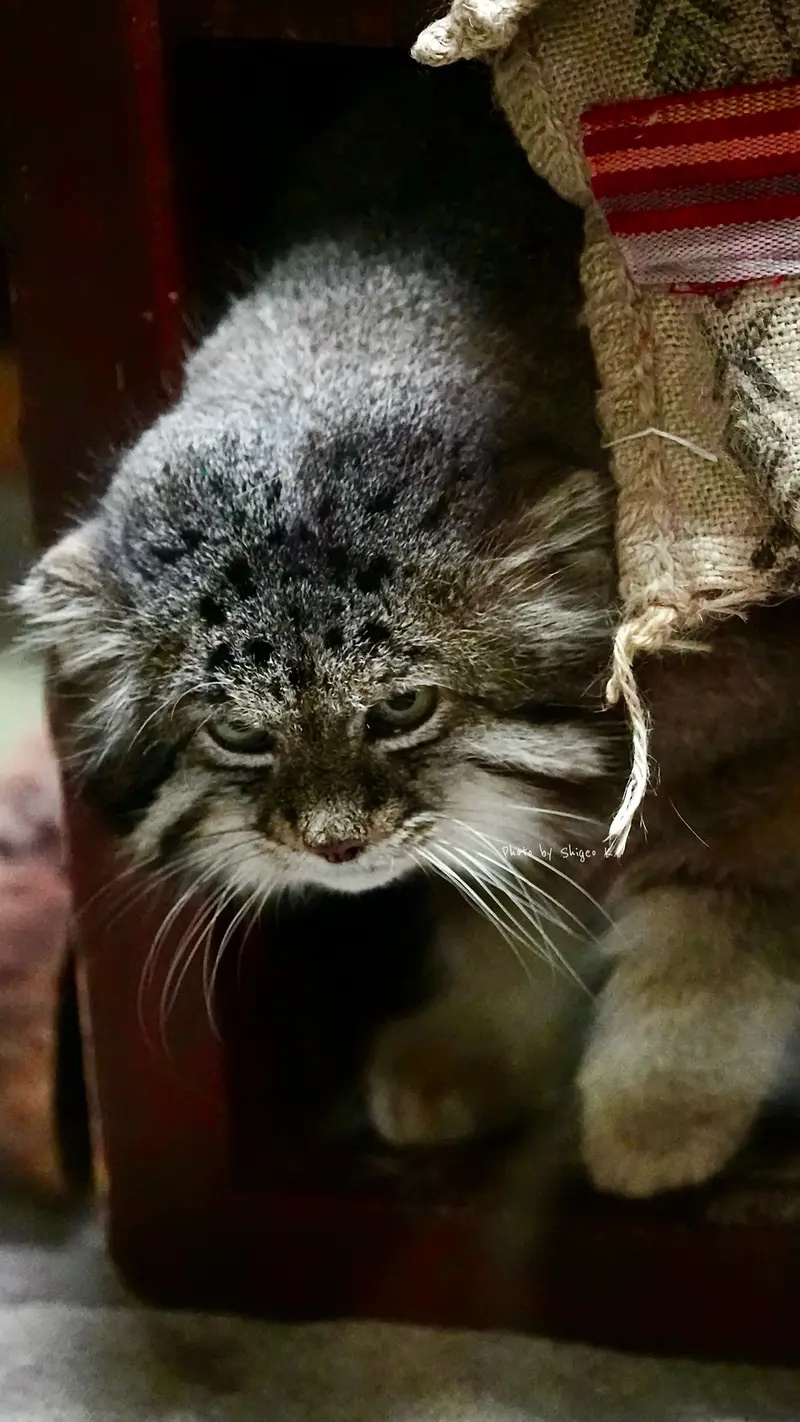 A photograph of a Pallas&#039;s cat in Ueno Zoological Gardens