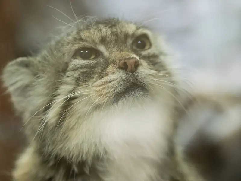A photograph of Primula in Ueno Zoological Gardens