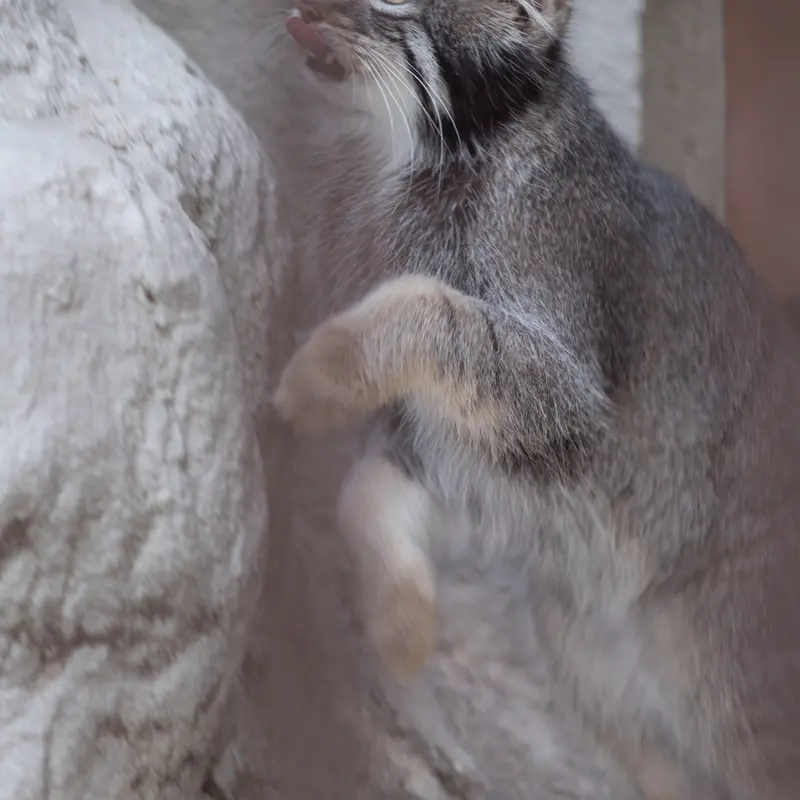A photograph of Figa in Nogeyama Zoo