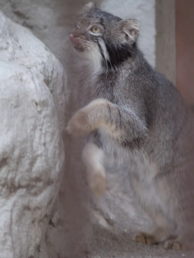 A photograph of Figa in Nogeyama Zoo