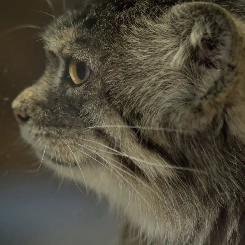 A photograph of Primula in Ueno Zoological Gardens