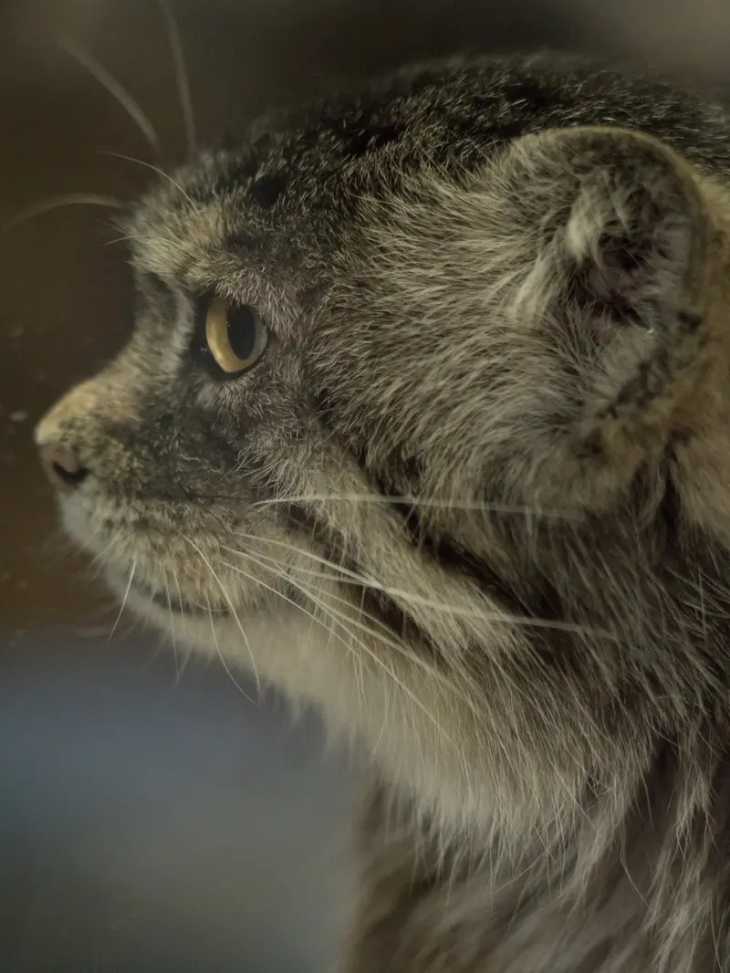 A photograph of Primula in Ueno Zoological Gardens