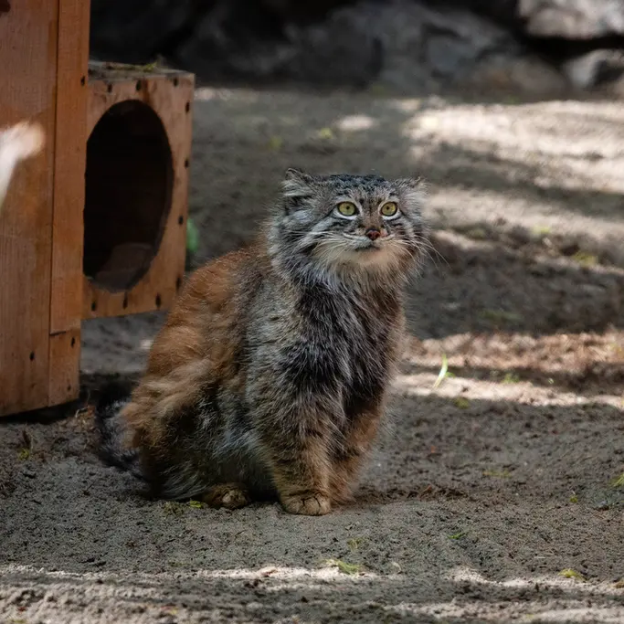 A photograph of Snezhana in Novosibirsk Zoo