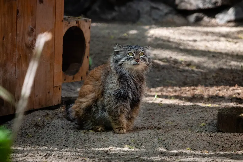 A photograph of Snezhana in Novosibirsk Zoo
