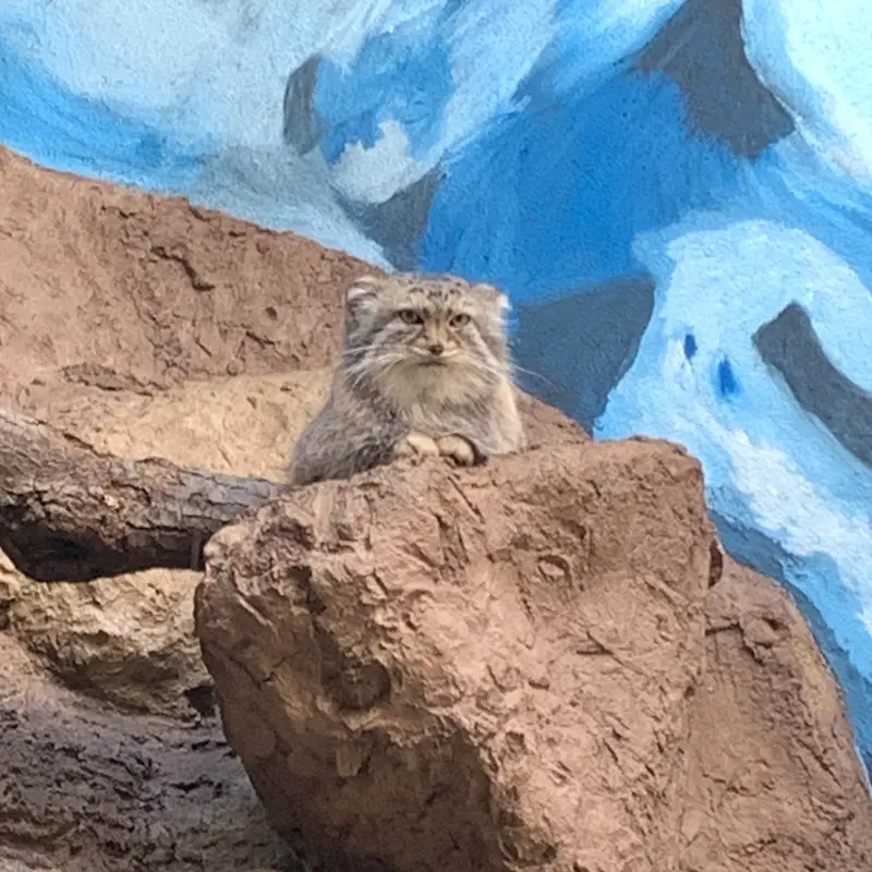 A photograph of Mischa in Birmingham Zoo