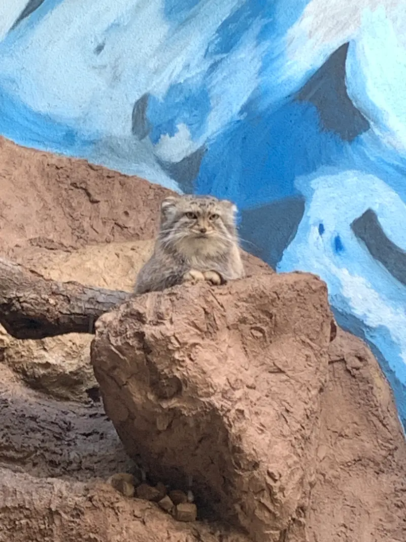A photograph of Mischa in Birmingham Zoo