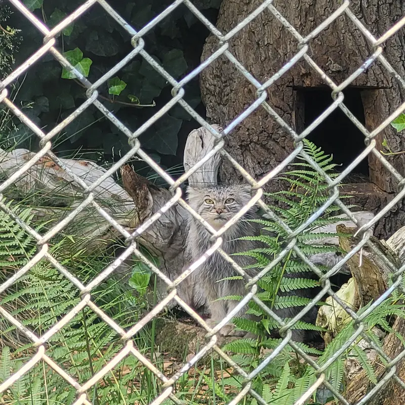 A photograph of Pluschi in Hellabrunn zoo