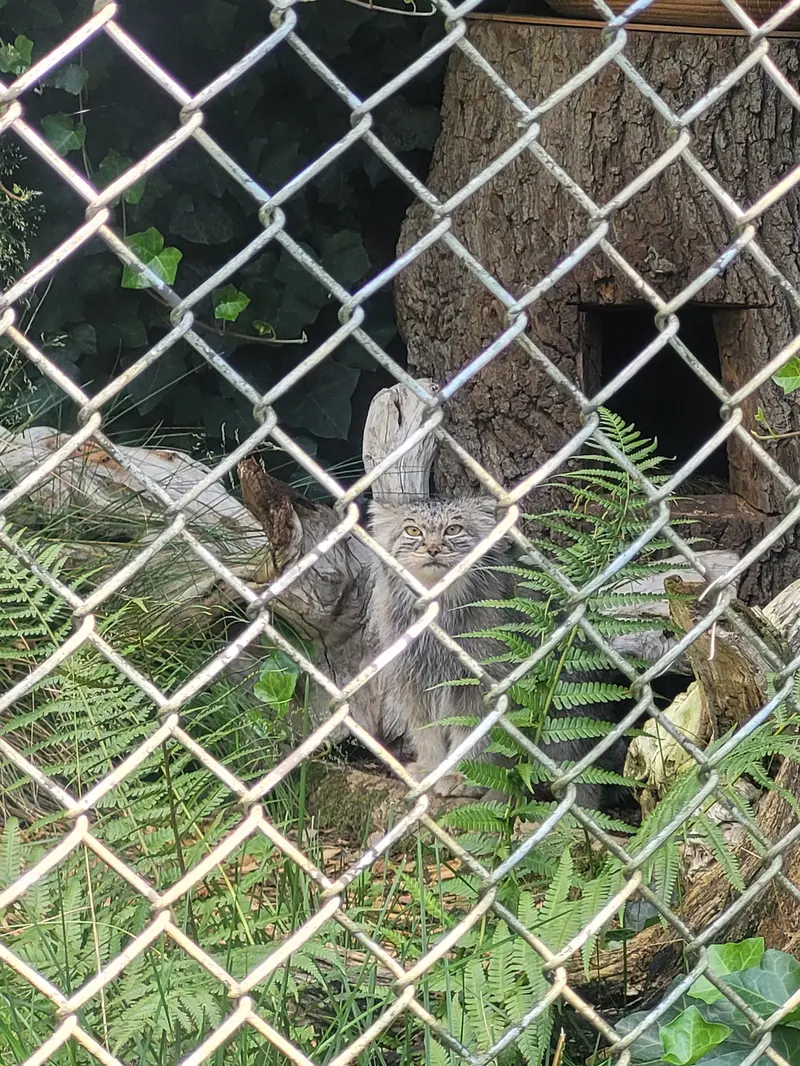 A photograph of Pluschi in Hellabrunn zoo