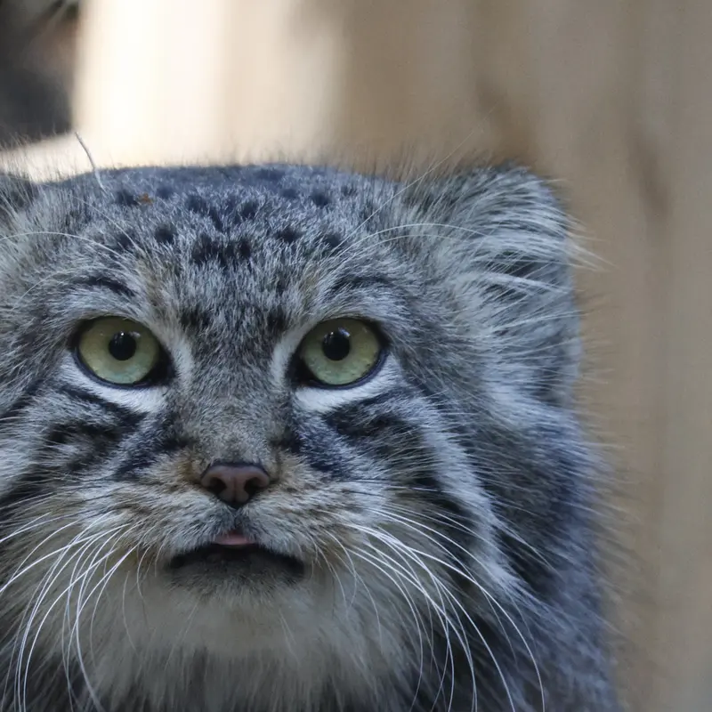 A photograph of Ruf in Novosibirsk Zoo