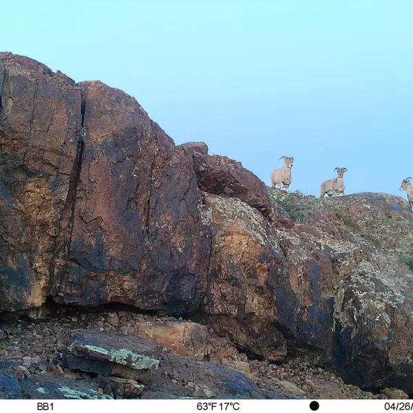 A photograph of Argali from Aktas-Kunkora camera trap