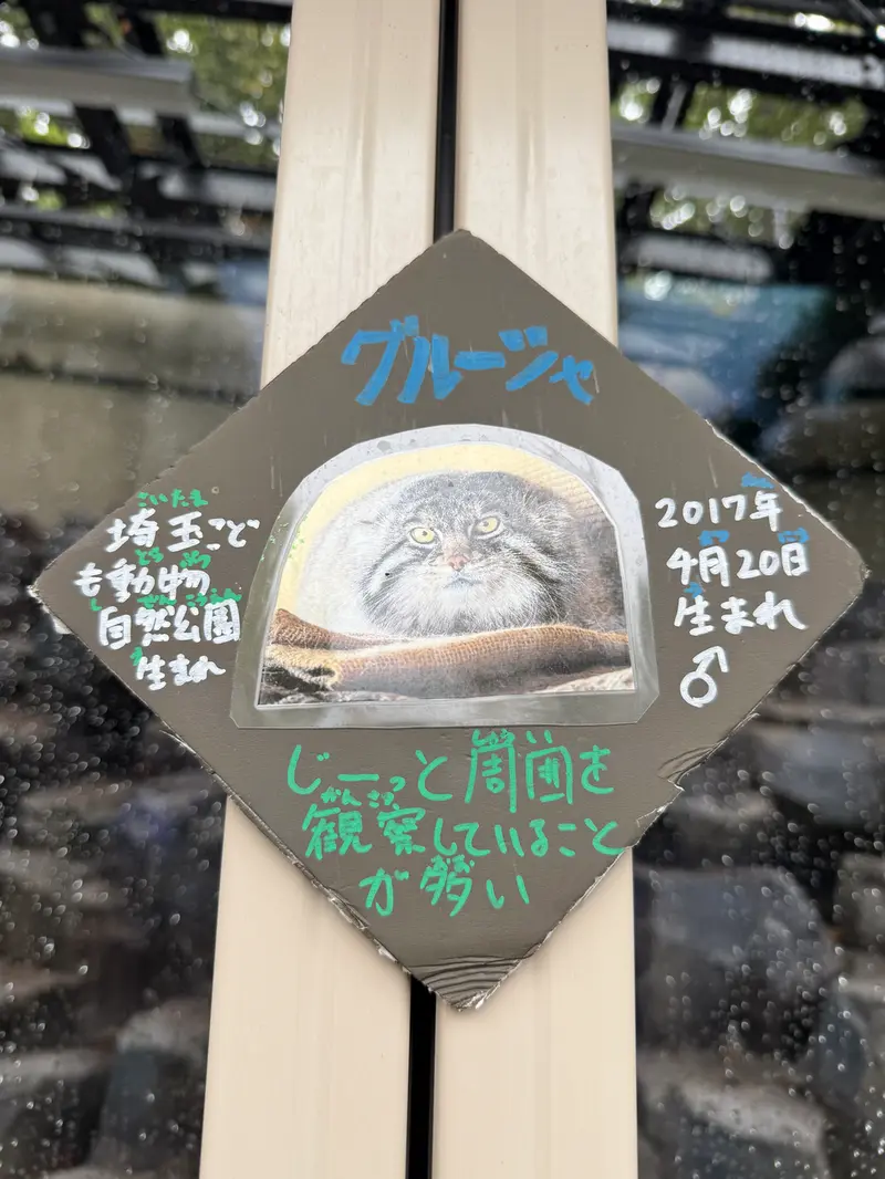 A photograph of Grusha in Asahiyama Zoo