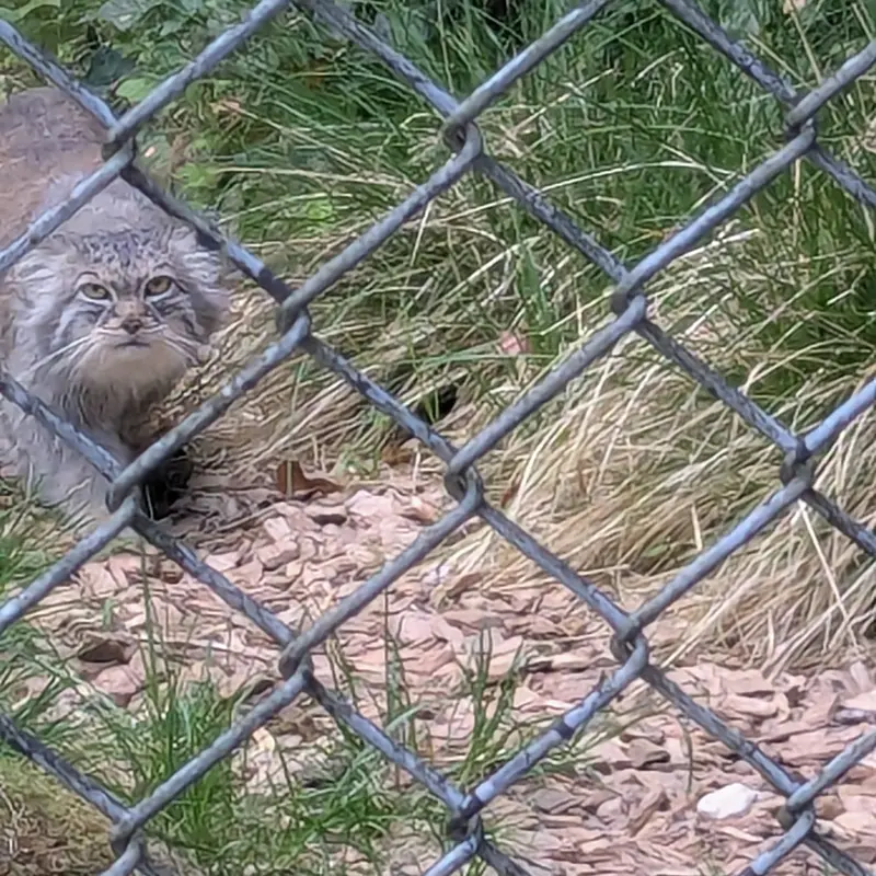 A photograph of Pluschi in Hellabrunn zoo