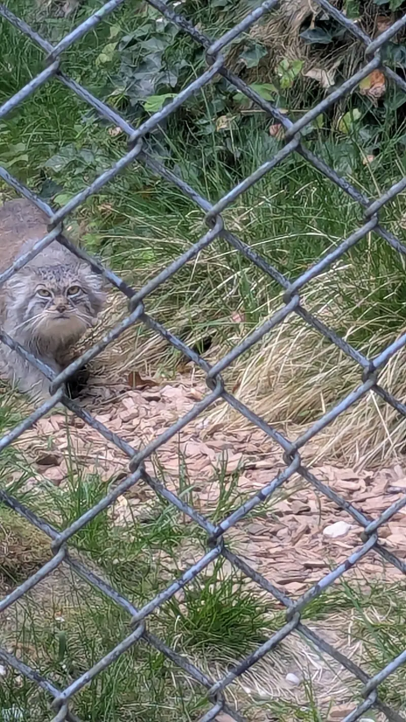 A photograph of Pluschi in Hellabrunn zoo