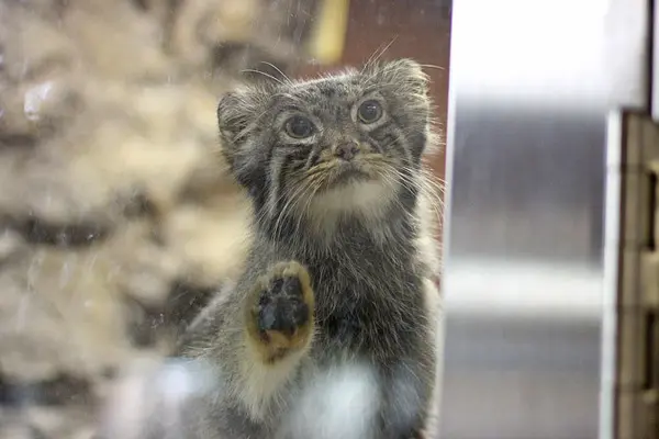 A photograph of Yus in Ueno Zoological Gardens