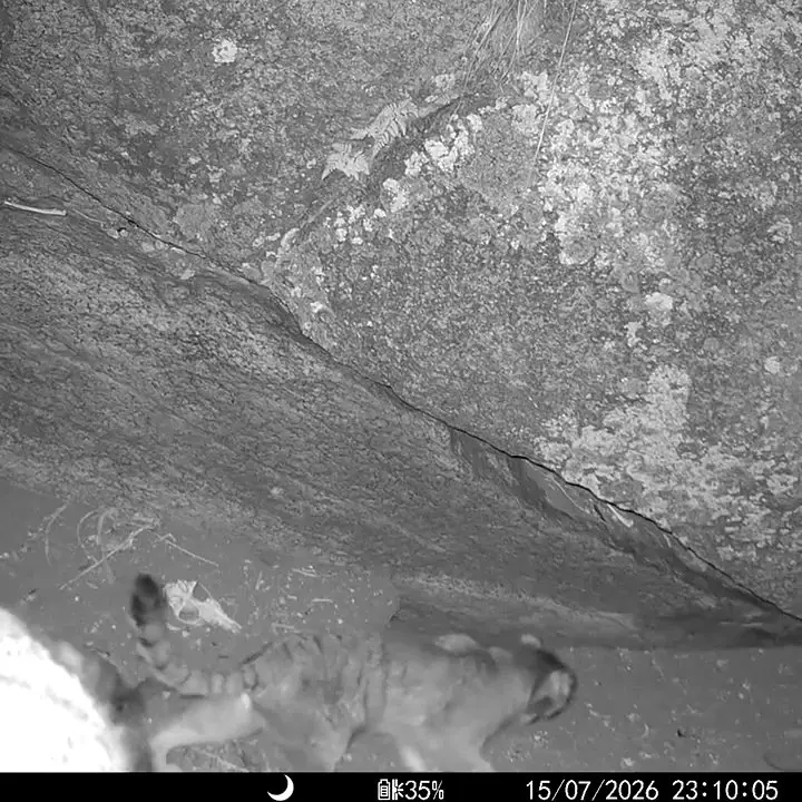 A photograph of a Pallas's cat