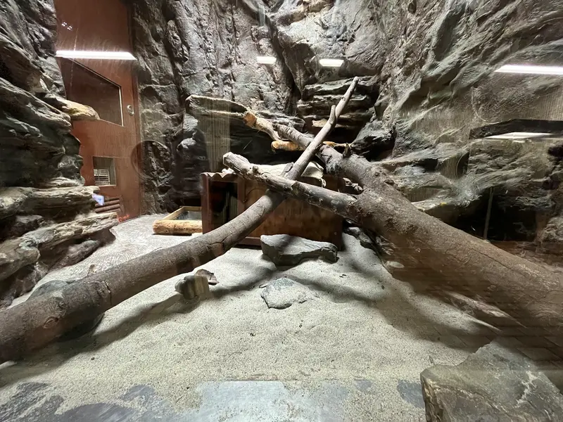 A photograph of a Pallas's cat
