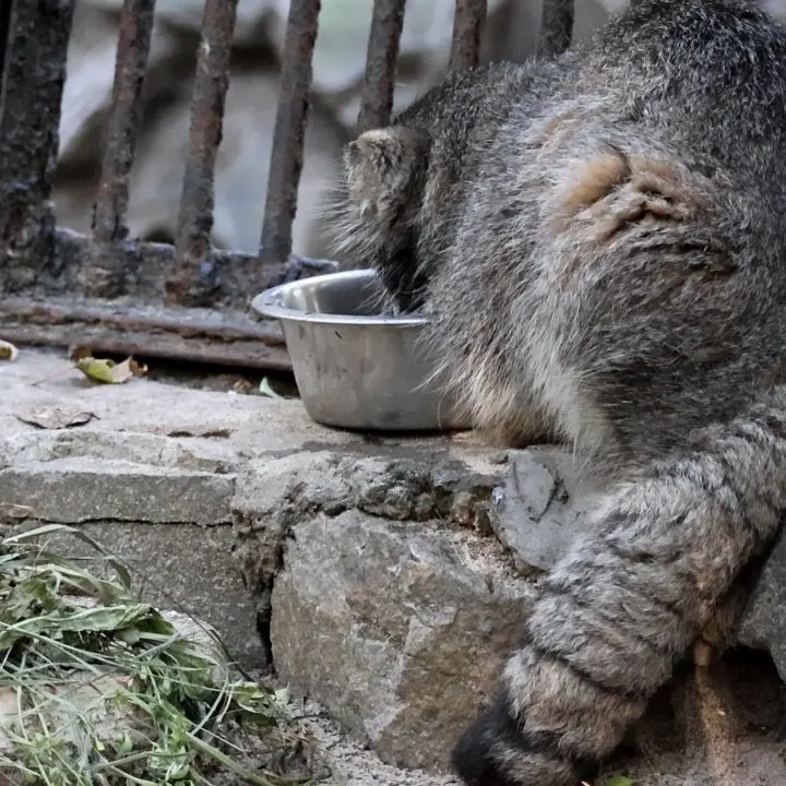 A photograph of Marik in Novosibirsk Zoo