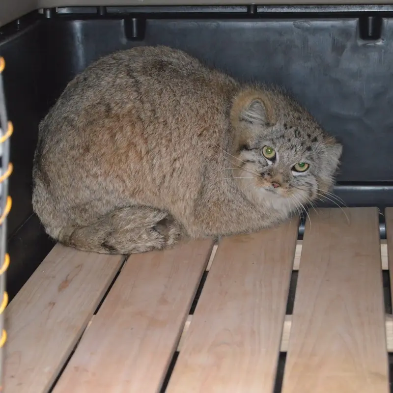 A photograph of Alani in Košice Zoo