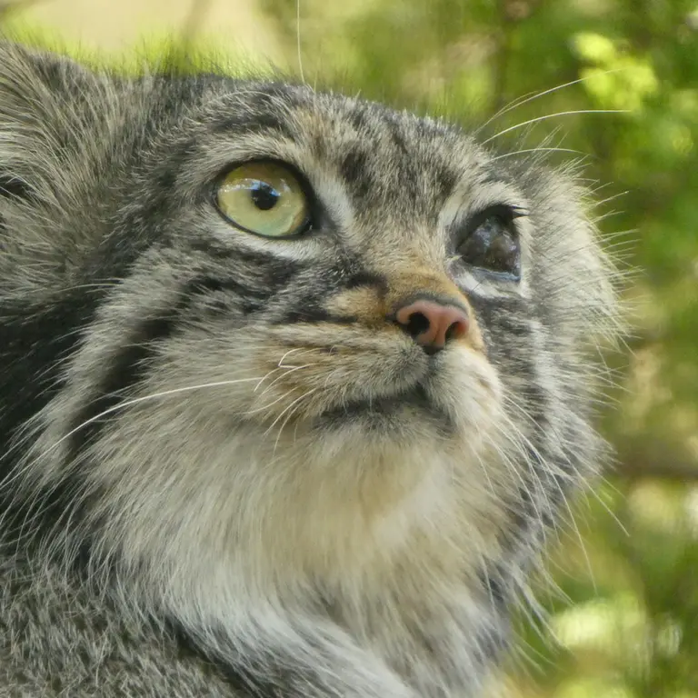 A photograph of Abrikos in Nasu Animal Kingdom