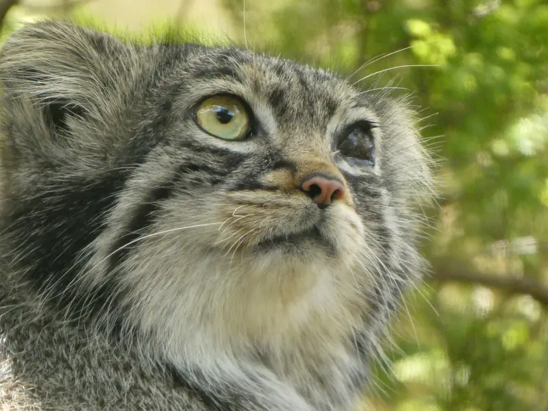 A photograph of Abrikos in Nasu Animal Kingdom