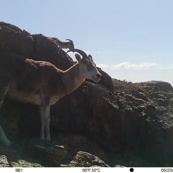 A photograph of Argali from Aktas-Kunkora camera trap