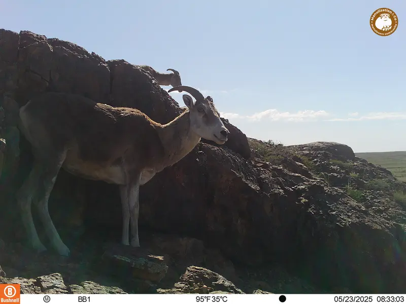 A photograph of Argali from Aktas-Kunkora camera trap