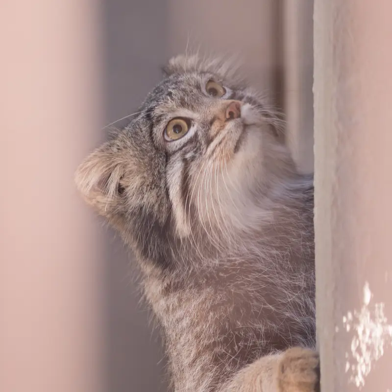 A photograph of Figa in Nogeyama Zoo