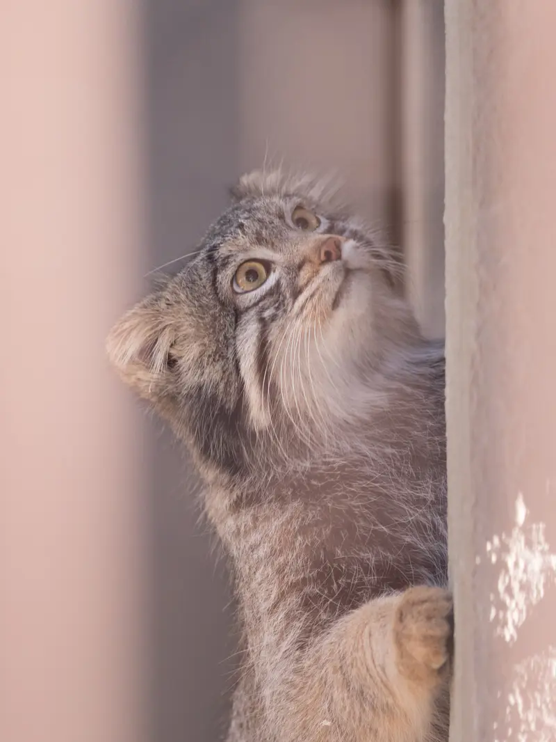 A photograph of Figa in Nogeyama Zoo