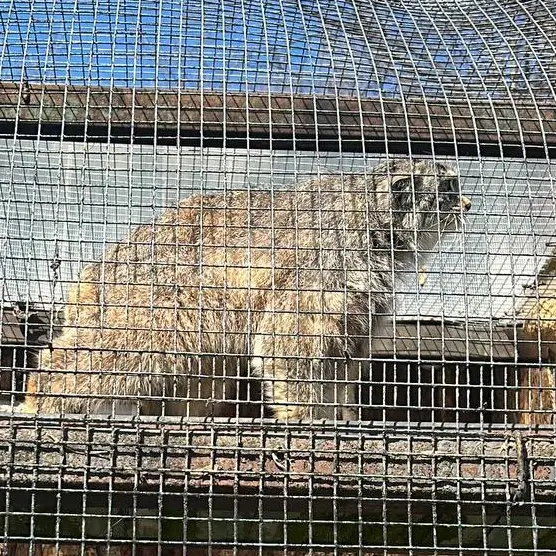 A photograph of Pepe in Leningrad zoo