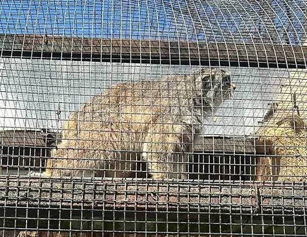 A photograph of Pepe in Leningrad zoo