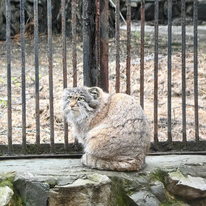 A photograph of Grey in Novosibirsk Zoo