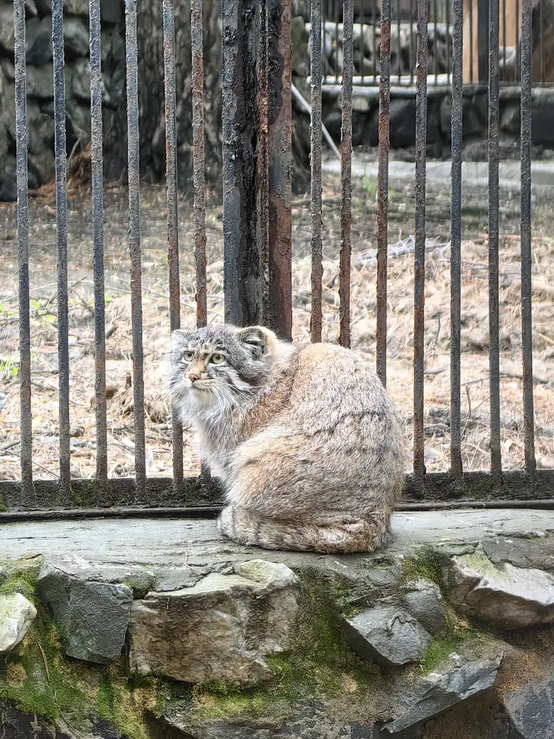 A photograph of Grey in Novosibirsk Zoo