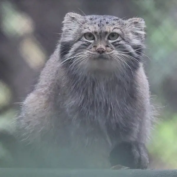 A photograph of Snezhana in Novosibirsk Zoo