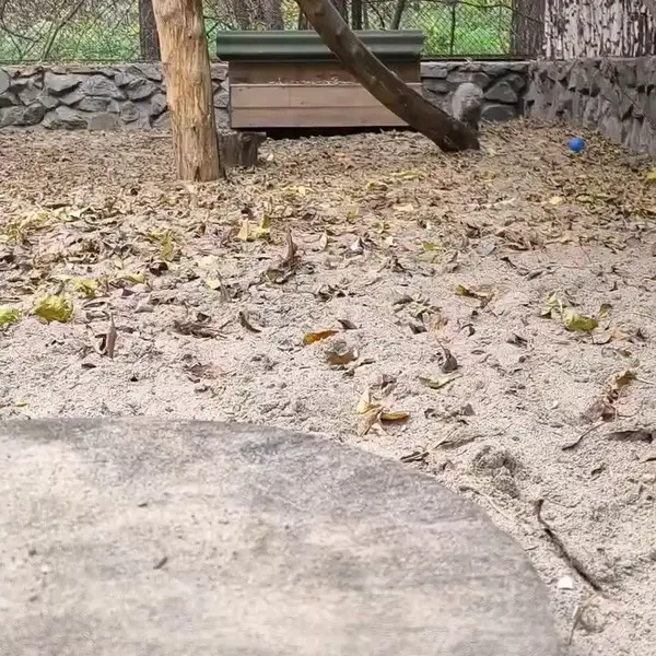 A photograph of a Pallas's cat in Novosibirsk Zoo