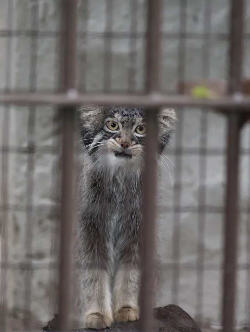 A photograph of Figa in Nogeyama Zoo