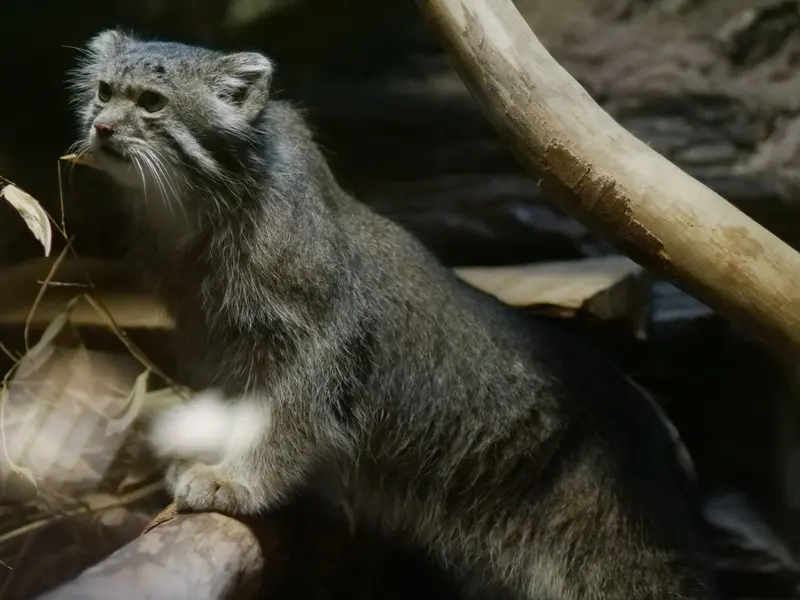 A photograph of Klyon in Ueno Zoological Gardens