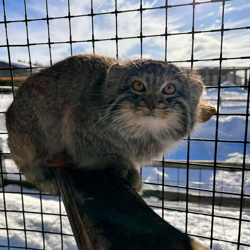 A photograph of a Pallas's cat in Safari North Wildlife Park