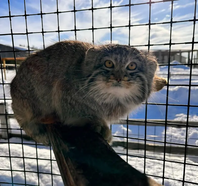 A photograph of a Pallas's cat in Safari North Wildlife Park