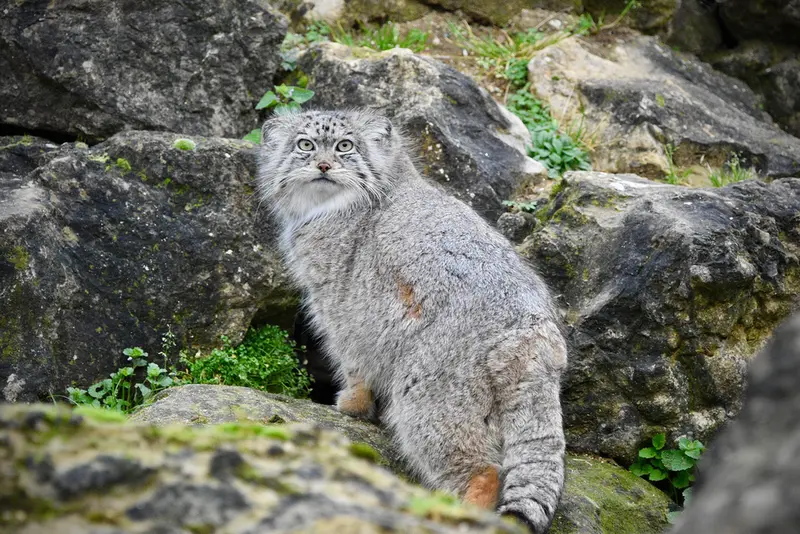 A photograph of Namuu in Port Lympne Wild Animal Park