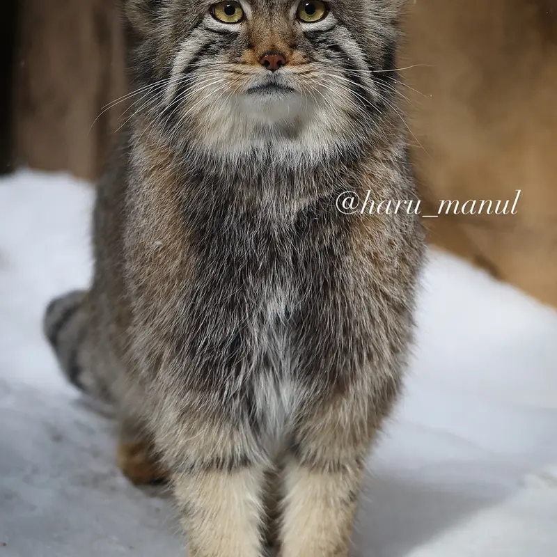 A photograph of Nagomu in Nasu Animal Kingdom