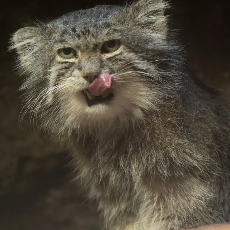 A photograph of Klyon in Ueno Zoological Gardens