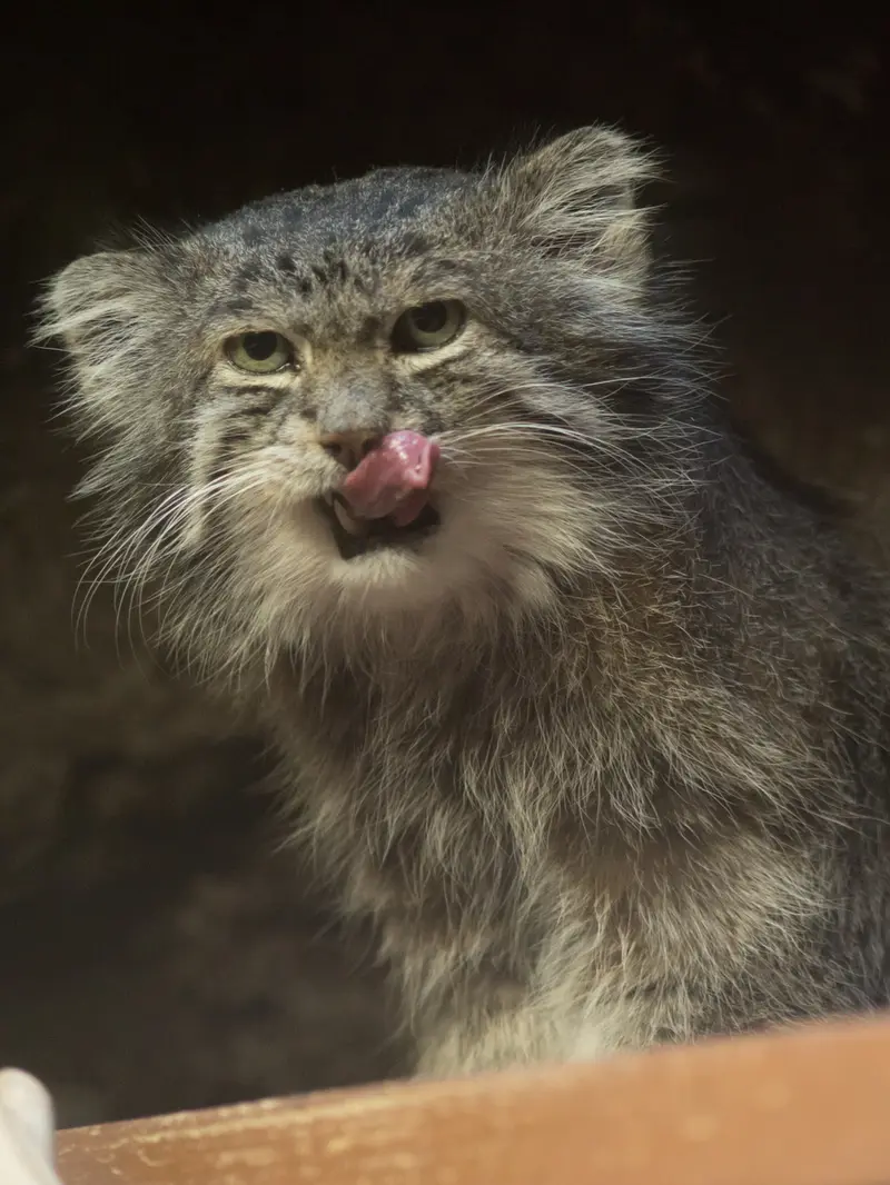 A photograph of Klyon in Ueno Zoological Gardens