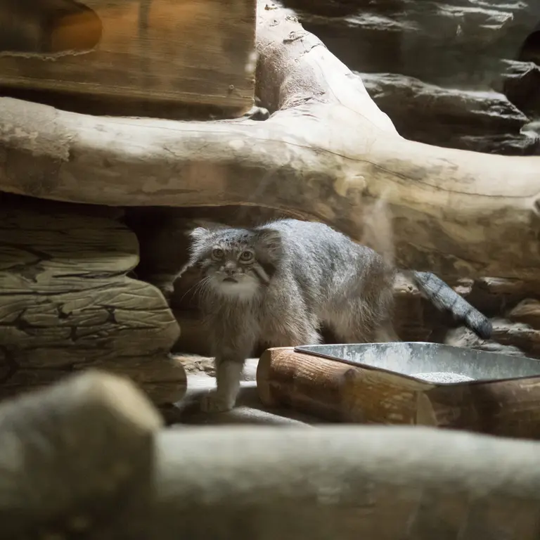 A photograph of Klyon in Ueno Zoological Gardens