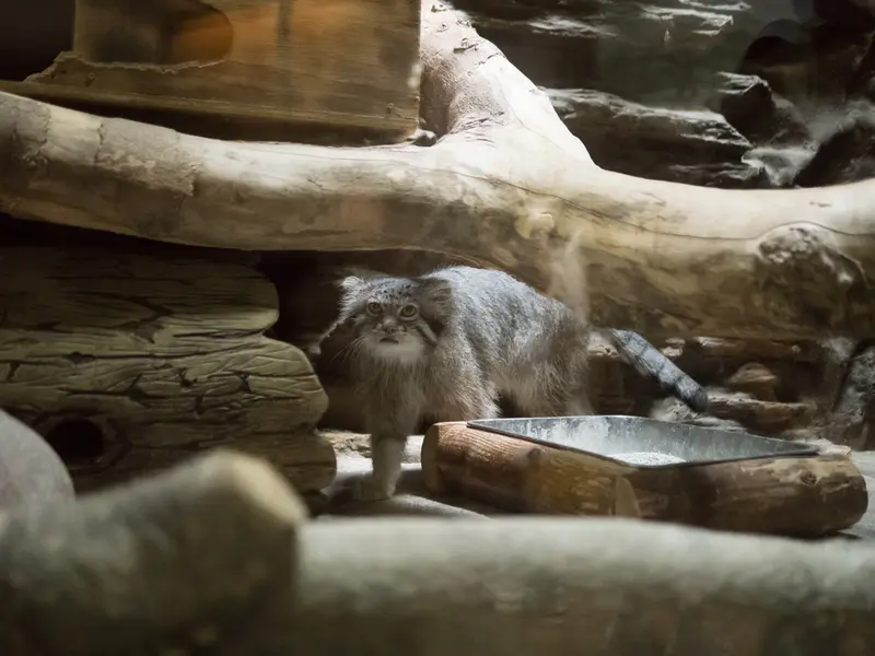 A photograph of Klyon in Ueno Zoological Gardens
