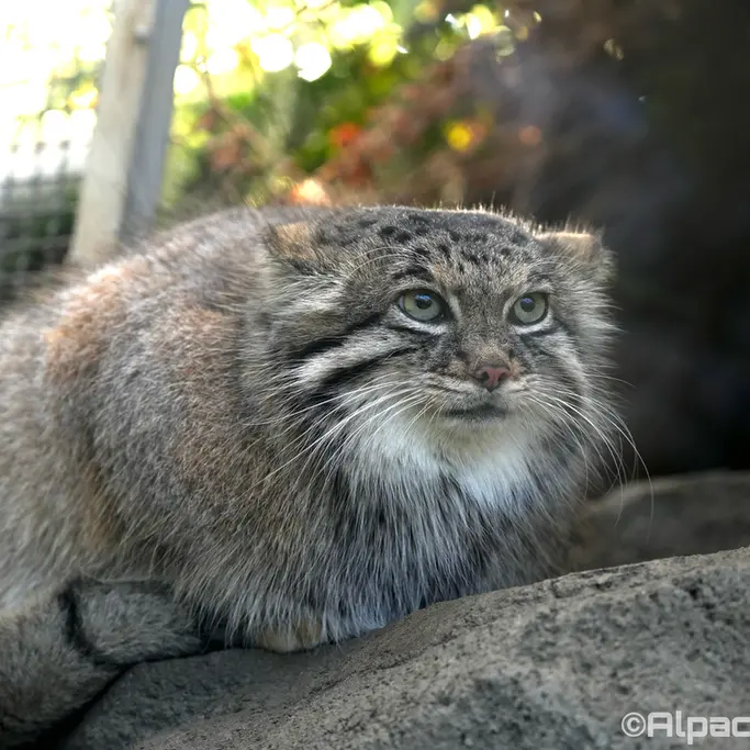 A photograph of Az in Kobe Animal Kingdom