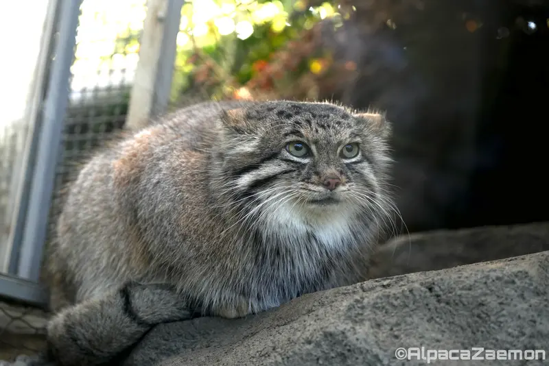 A photograph of Az in Kobe Animal Kingdom