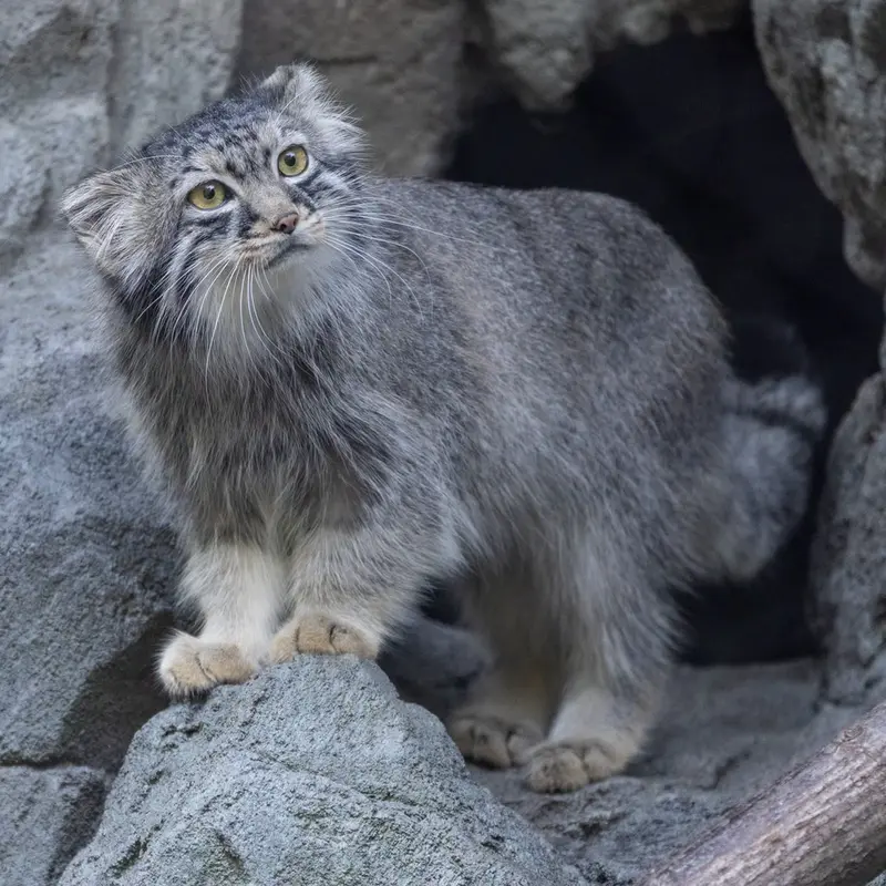 A photograph of Goose in Woodland Park Zoo