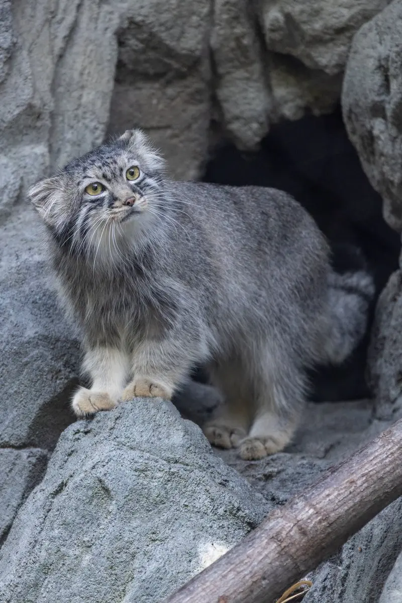 A photograph of Goose in Woodland Park Zoo